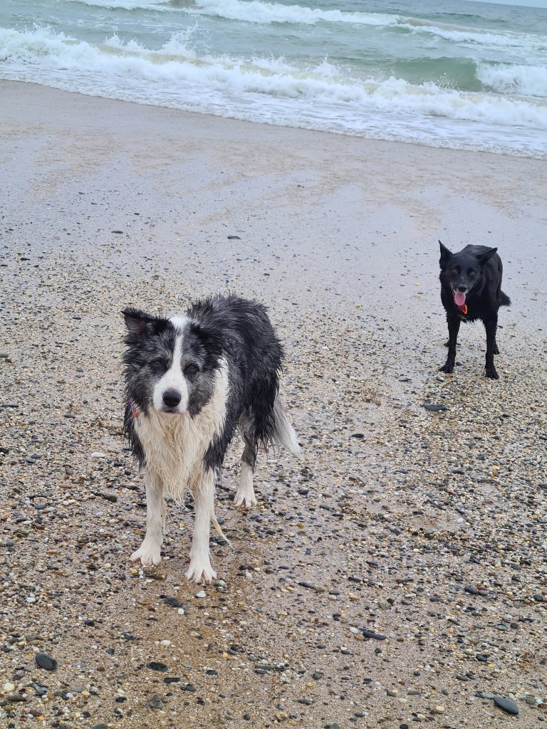 Doggos on the beach