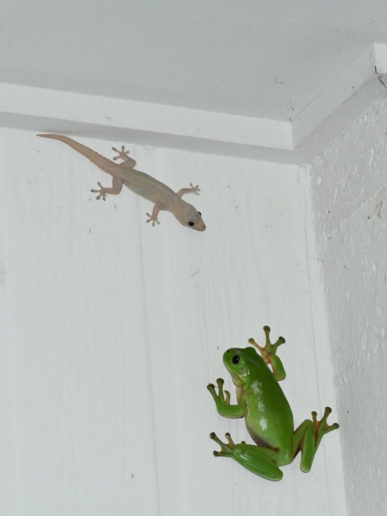House Gecko and Green Tree Frog