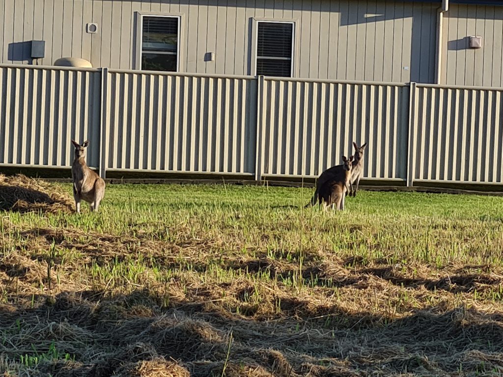 Local Roo Family