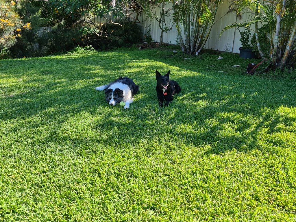 Doggos on the lawn