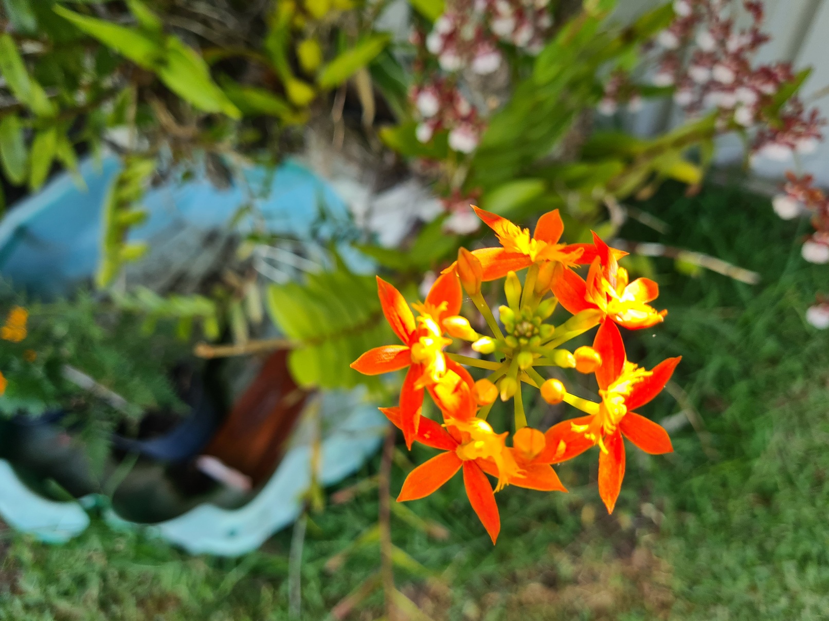 Fire Star Orchid