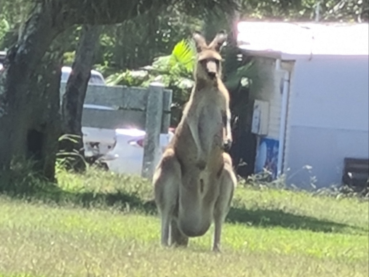 Kangaroo with heavy pouch