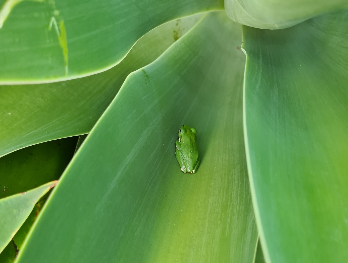Baby Green Tree Frog in Agave leaf