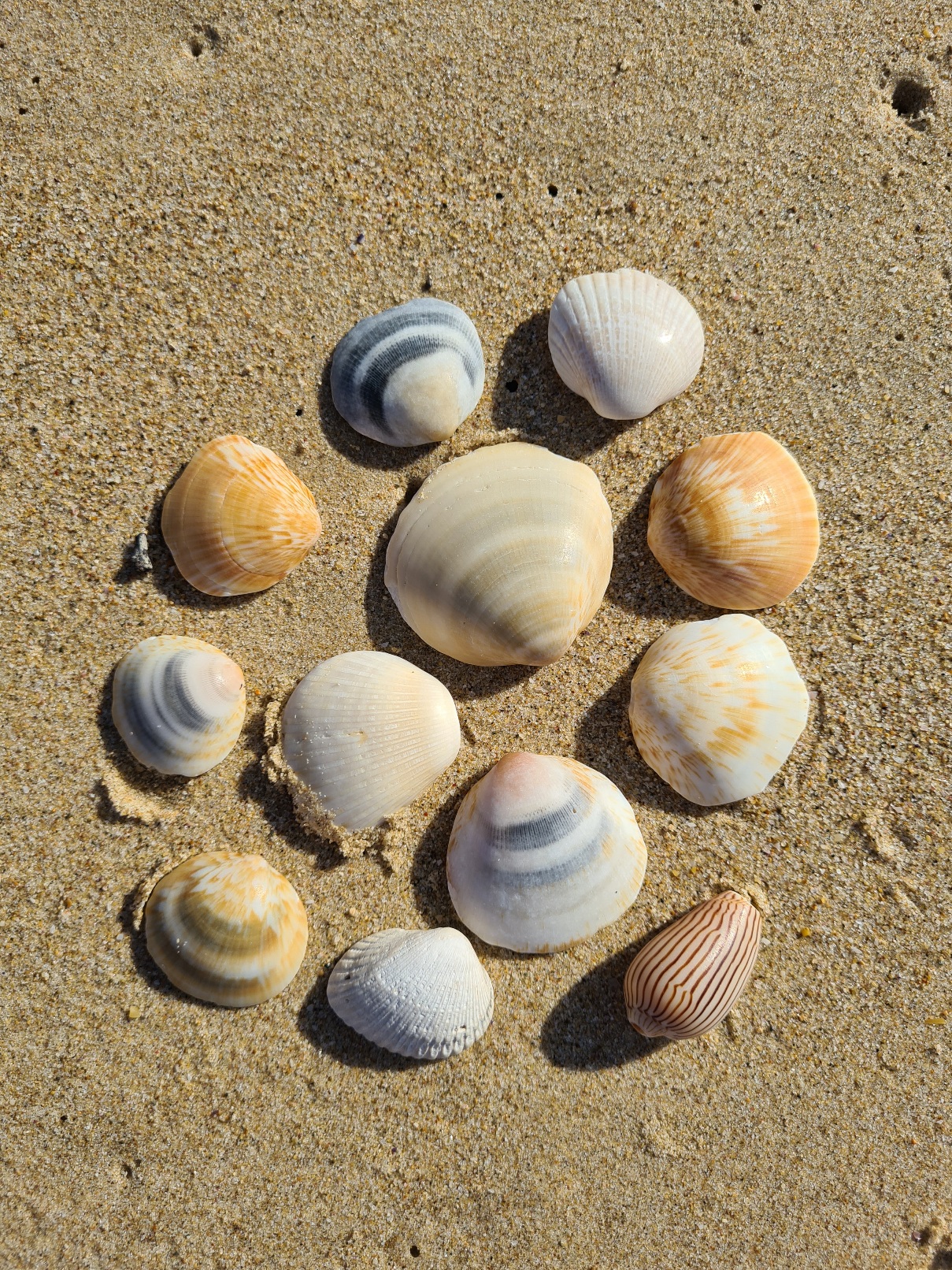 Pippi shells on the beach