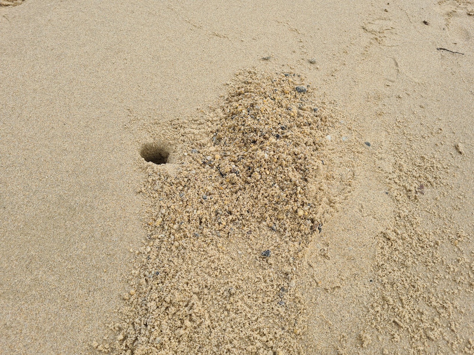 Crab holes in the sand
