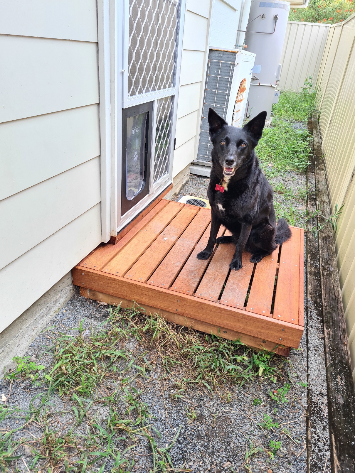 Jet sitting on the temporary porch outside the new doggy door