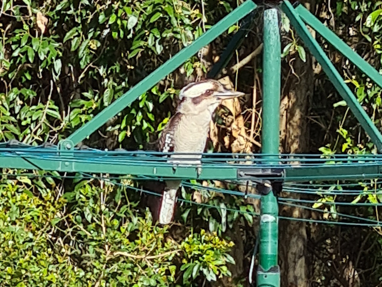 Laughing kookaburra on the clothesline