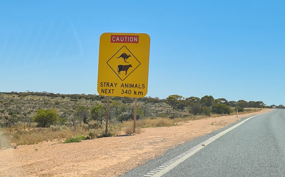 Caution Stray Roos and Cattle