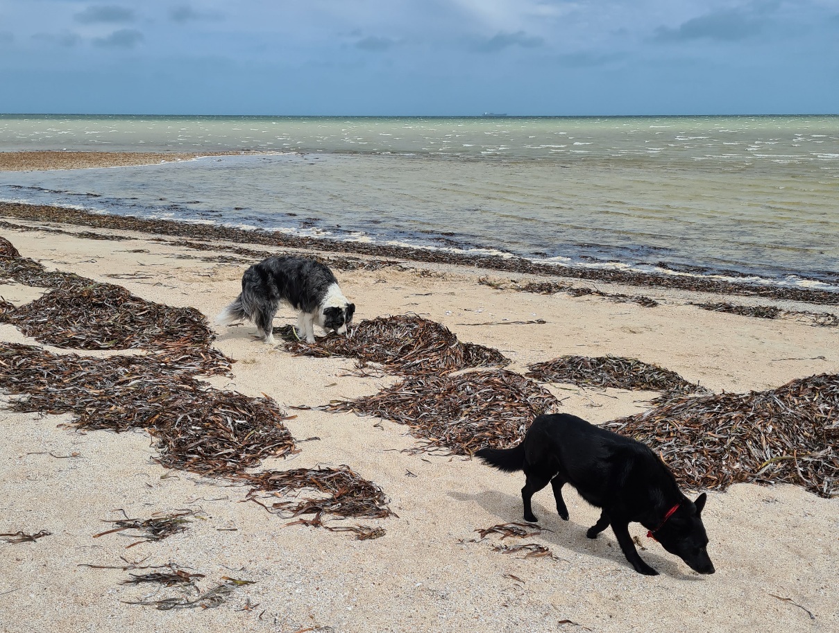 Dogs sniffing seaweed