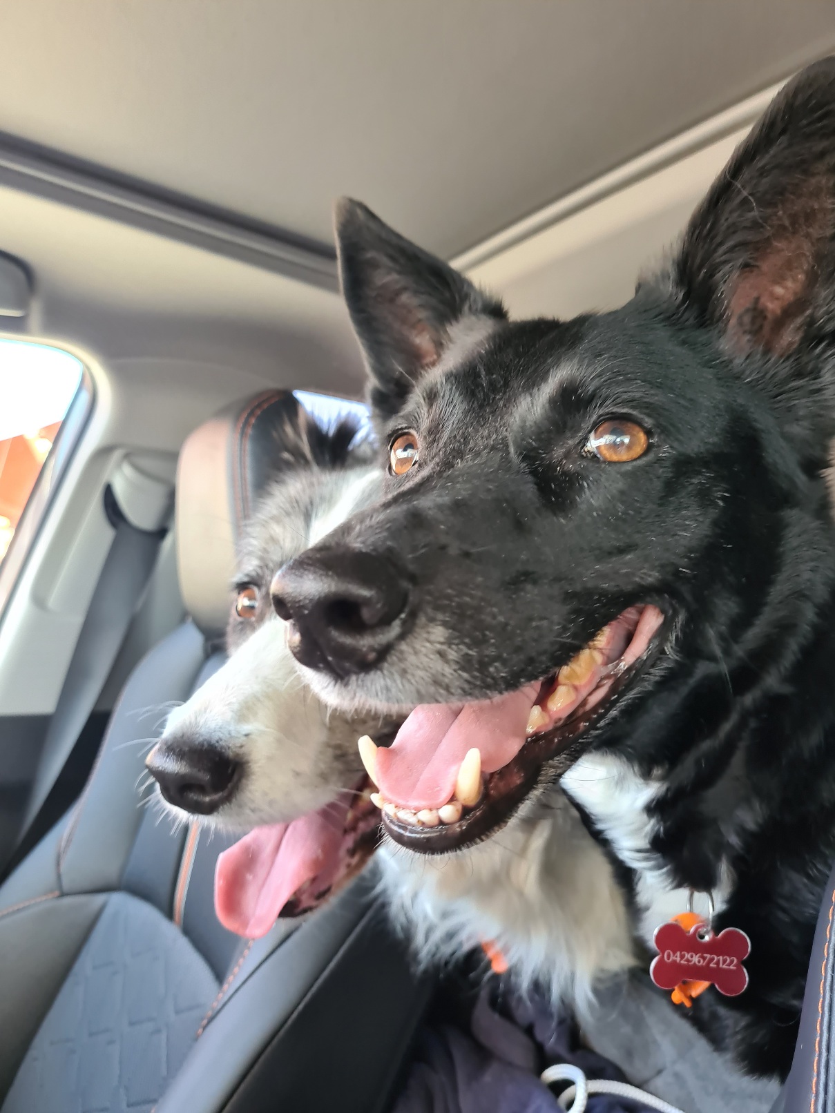 Happy dogs in the car