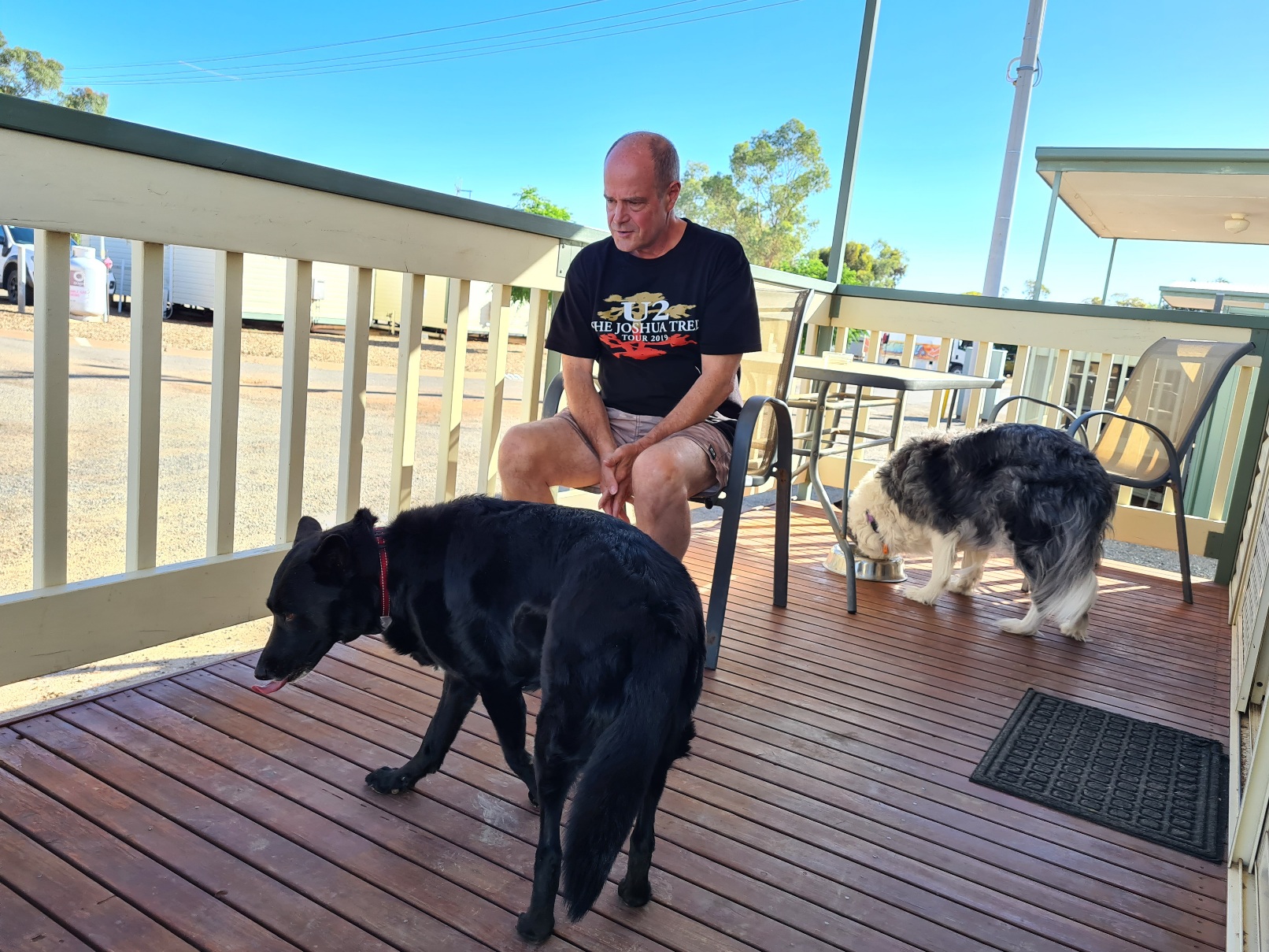 Dogs checking out the deck on the cabin in Broken Hill