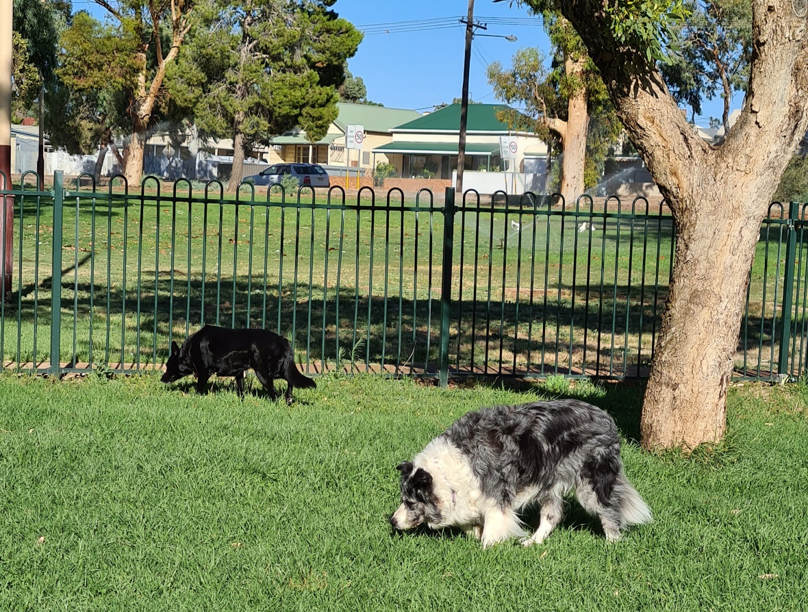 Sniffing around the Broken Hill dog park