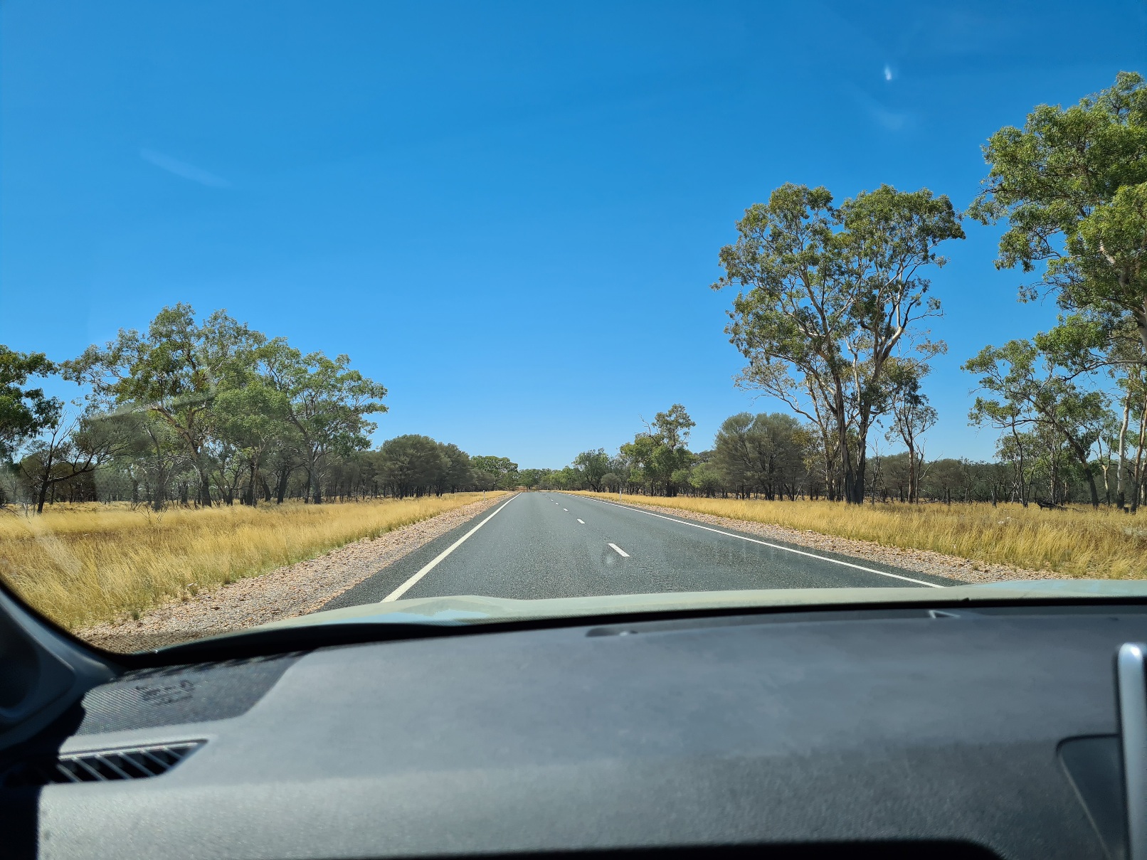 Eucalyptus along the road