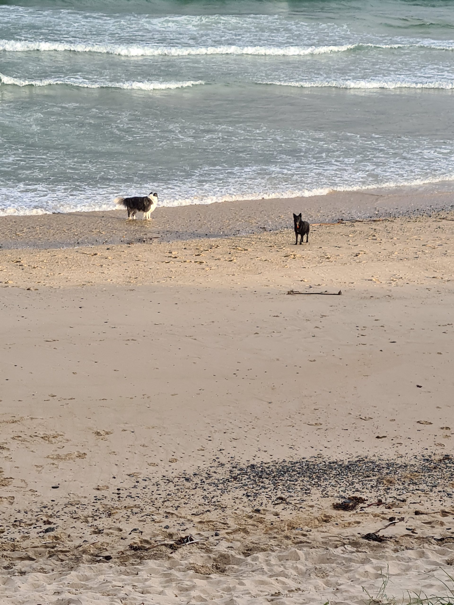 Doggos on Corindi Beach