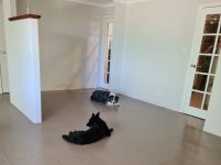 Dogs in empty house