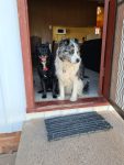 Dogs at the door